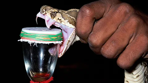 snake venom collection